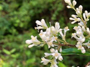 ネズミモチ（鼠黐）の花